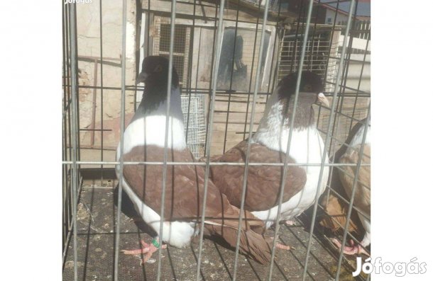 Strasszer galambok költöznének