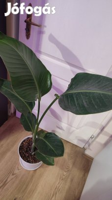 Strelitzia nicolai papagáj virág 3 éves 120cm
