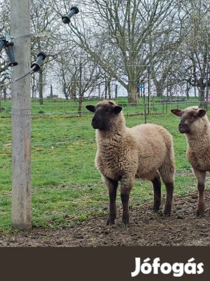 Suffol, merino jerke bárány