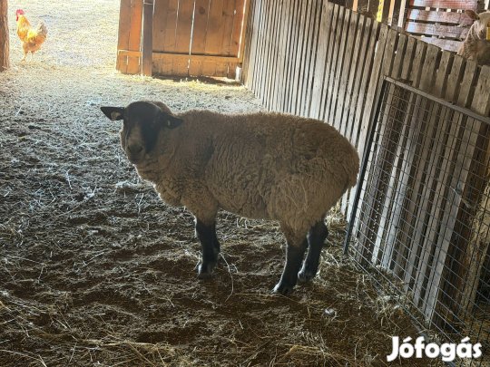 Suffolk 5 éves törzskönyves 