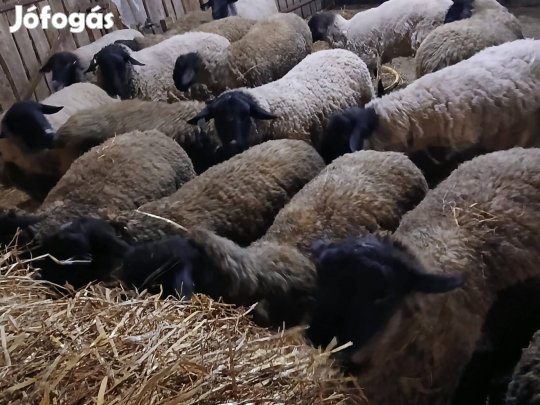 Suffolk (33-as) törzskönyvezett tenyészkos eladó