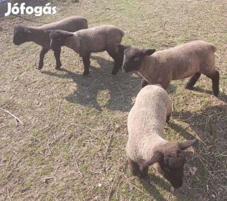 Suffolk fajta tiszta bárányok eladóak