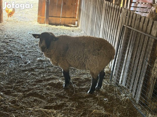 Suffolk kos törzskönyves 