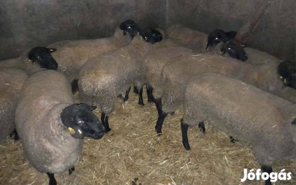 Suffolk kosok eladóak