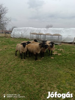 Suffolk tenyész kosok 