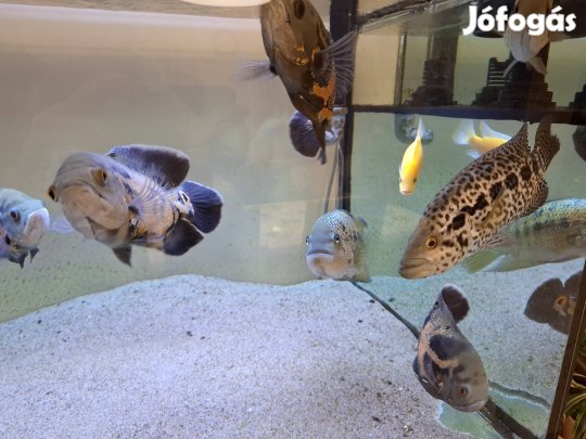 Sügér - Dél-Amerikai