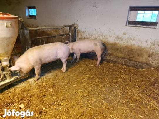 Süldő Baktalórántháza!