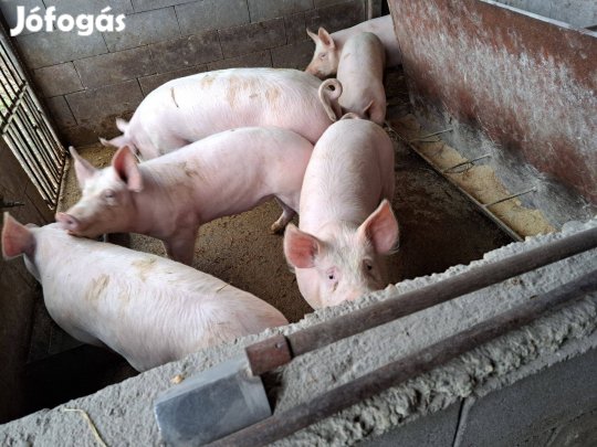 Sűldő és hízó eladó