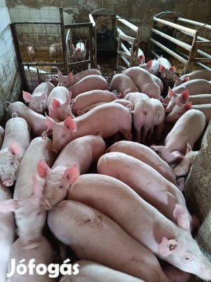 Süldő és választási malacok eladók 