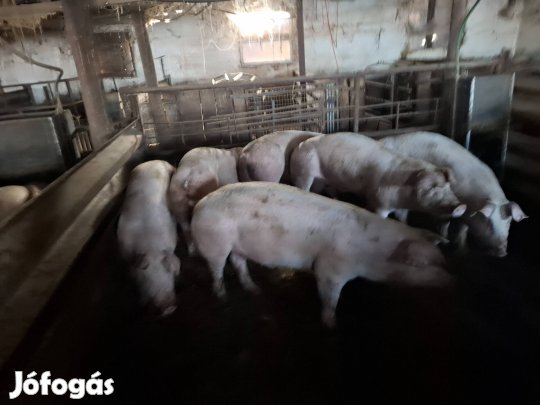 Süldő hízó malacok
