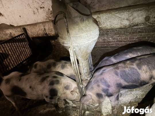 Süldö költöznének