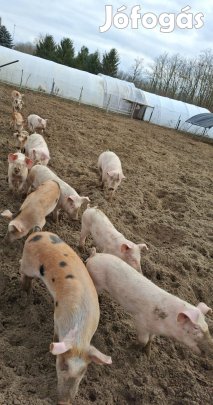 Süldő malac eladó