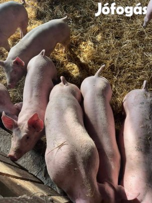 Süldő malacok eladóak
