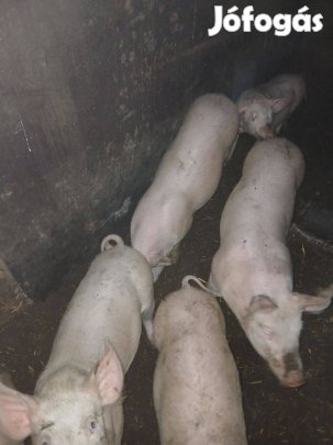 Süldő malacok eladók!