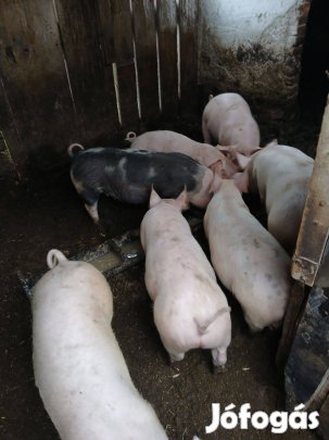 Süldő malacok eladók!