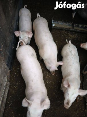 Süldő malacok eladók!