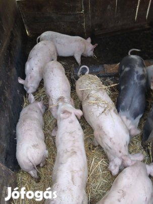 Süldő malacok eladók!