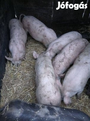 Süldő malacok eladók!