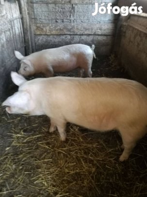 Süldő sertés eladó