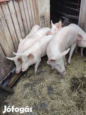 Süldő sertések eladók 