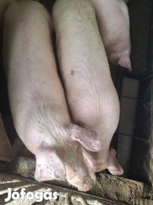 Suldok 70-80-90 kg eladók