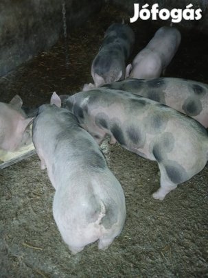 Süldők Eladók Tiszateleken!