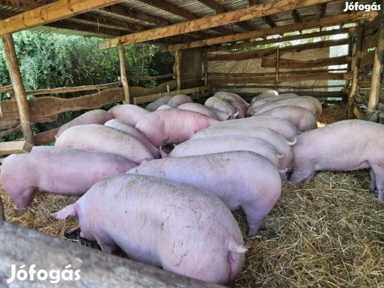 Süldők, Hízók, Nagysúlyú hízók eladók Derecskén!