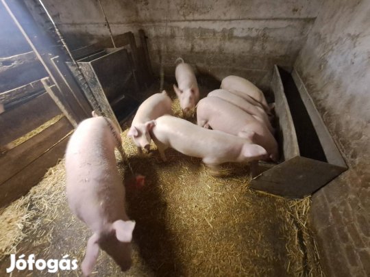 Süldők, hízók eladók (8 db)