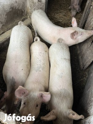 Süldők eladók 70-90kg közt