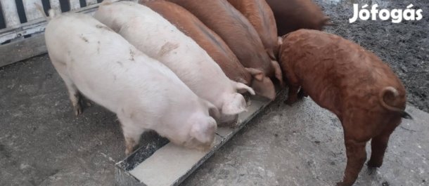 Süldők,hízók eladók