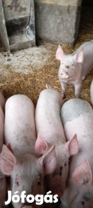 Süldők,hízók kocák eladók.