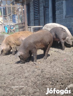 Sűldők költöznének