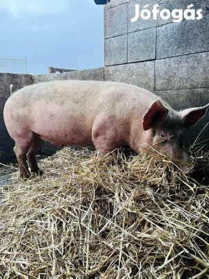 Süldők költöznének Sopronból 