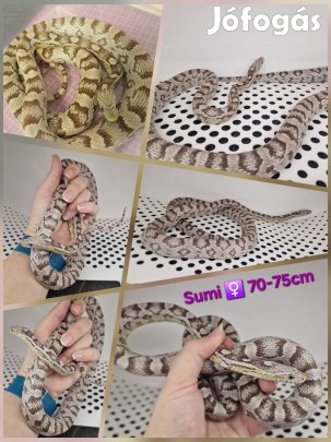 Sumi 70-75cm nőstény gabonasikló