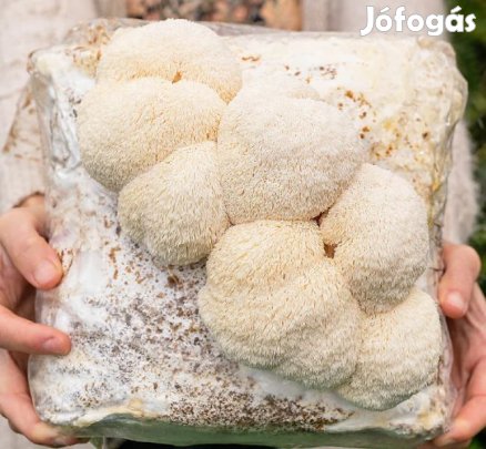 Süngomba (Hericium erinaceus) 3kg-os Termőblokk (6313)