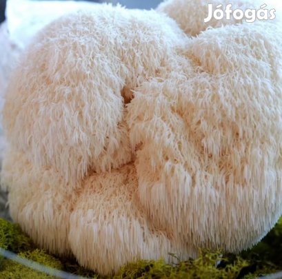 Süngomba (Hericium erinaceus)  Oltóanyag 10ml (6237)