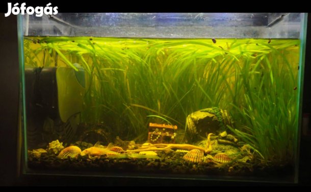 Superfish akvárium 60 literes tartozékokkal együtt