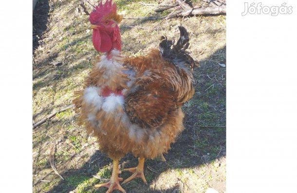 Sürgős: Cochin-Bábolnai kopasznyakú kakas, 1 éves