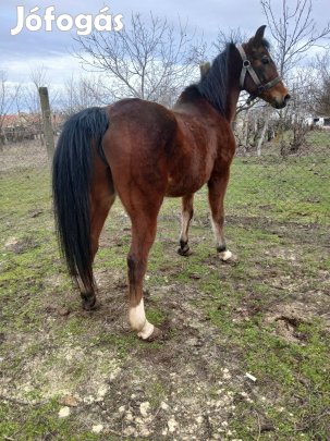 Sürgősen eladó kivalo heret lo