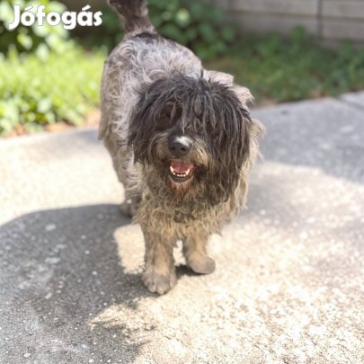 Sürgősen gazdit keresnek ingyen