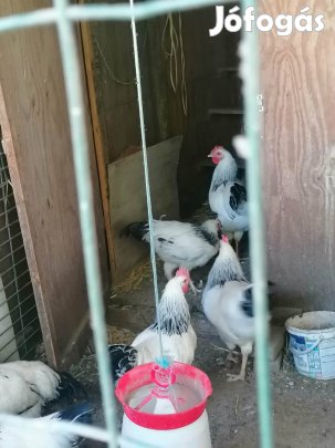 Susses kakas eladó!