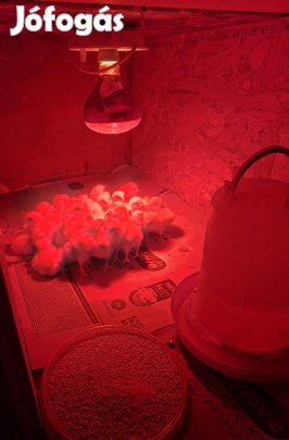 Sussex Columbian napos csibe 