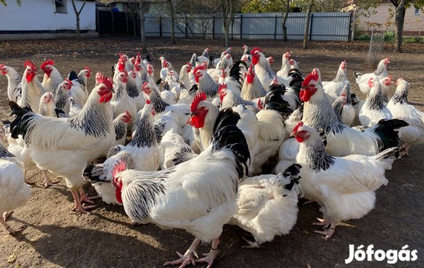 Sussex állományból keltető tyúk tojás tojó kakas baromfi madár eladó