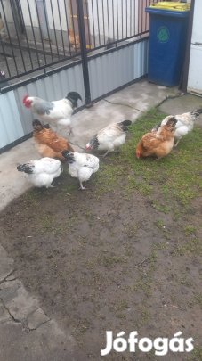 Sussex baromfi tojás