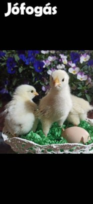 Sussex csibe, tenyész tojás