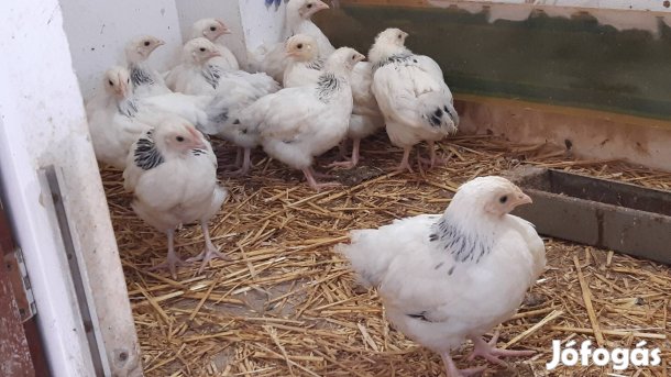 Sussex csibék eladók,5 hetesek.