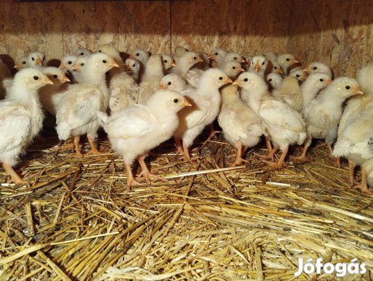 Sussex csibék eladók!