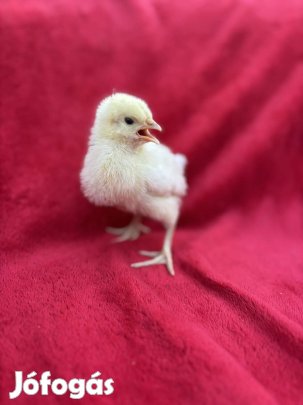 Sussex csibék eladók - 1 hetesek