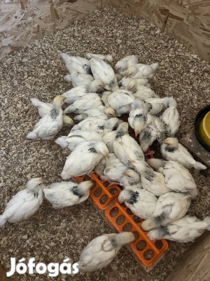 Sussex csibék előjegyezhetők oroszlányon! 