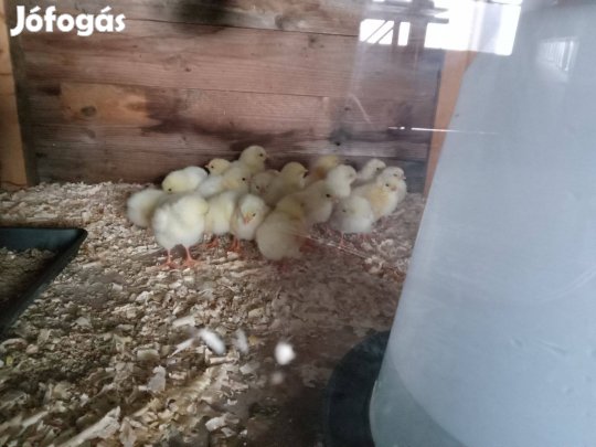 Sussex csibék és jó szemes tojás